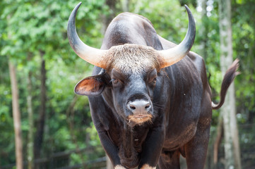 Gaur