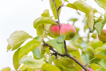 Young green apples on branch