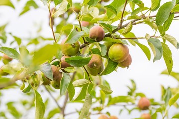 Young green apples on branch