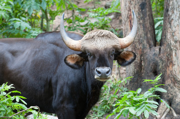 Gaur