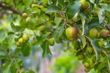 Young green apples on branch