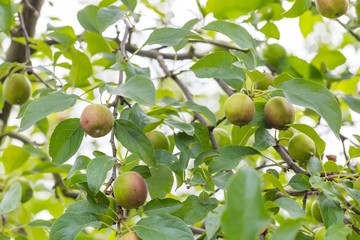 Young green apples on branch