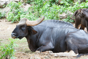 Gaur