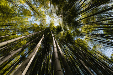 wide angle view of bamboo forest