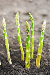 Organic farming asparagus in black soil