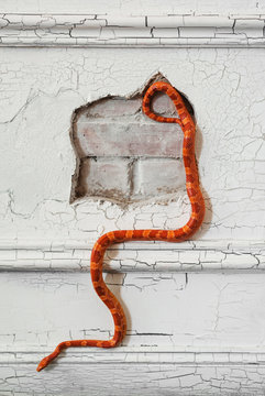 Creamsicle corn snake creeps on white rough cracked wall