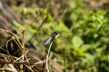 Libellula celeste Orthetrum brunneum su un ramo vicino ad uno stagno
