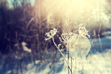 Frost on the plants in winter forest and sunlight