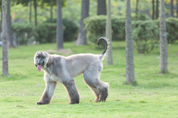 Afghan hound dog walking