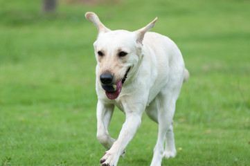 Labrador dog running