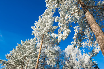 Winter forest with snow-covered pines