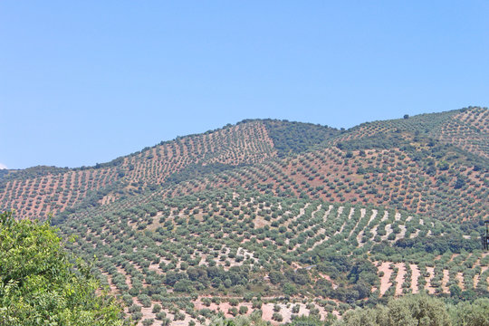 Espagne champ d'oliviers