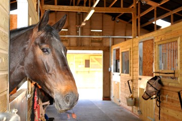 Horses at the stables 