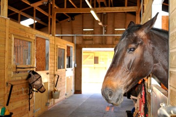 Horses at the stables 