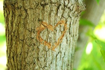 heart carved in tree close up