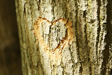heart carved in tree close up