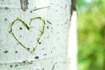 Naklejka premium heart carved in tree close up