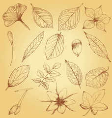 Collection of hand drawn plants, leaves