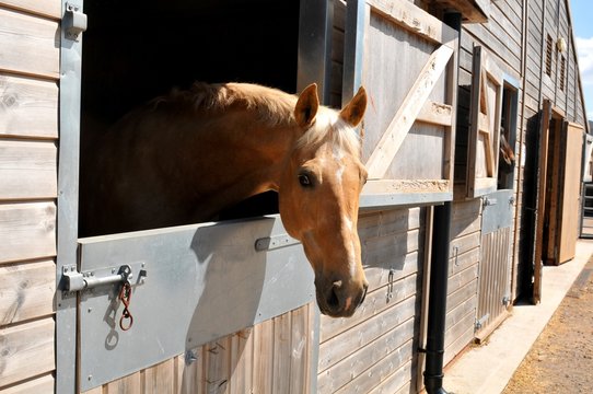 Horse At The Stables 