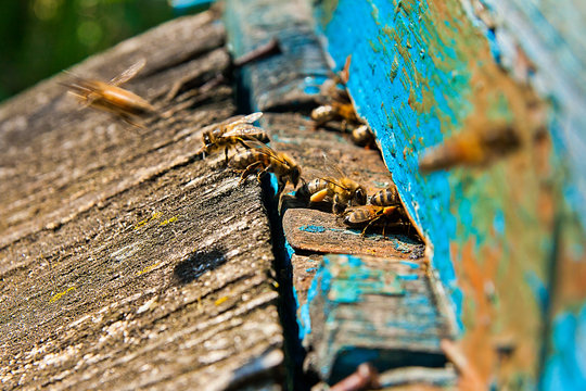 Busy bees, close up view of the working bees.