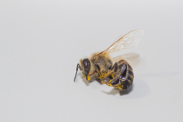 animals bee