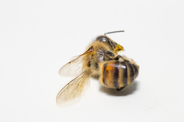 animals bee