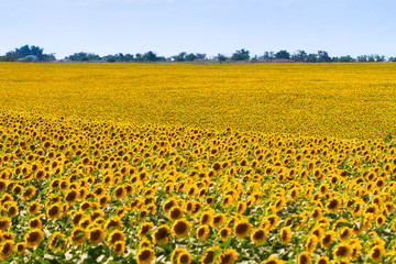 Beautiful landscape with sunflower field