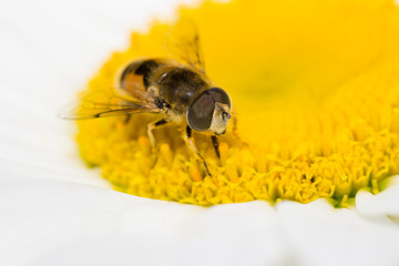animals bee