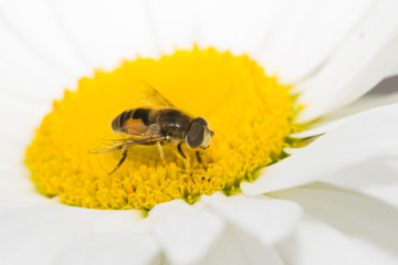animals bee