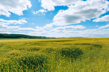 Fototapeta premium Wheat field . green field with ears of wheat in the summer