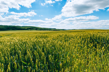 Wheat field . green field with ears of wheat in the summer