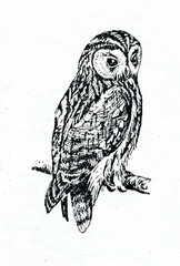 Fototapeta premium Tawny owl (Strix aluco)