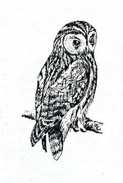 Tawny owl (Strix aluco)