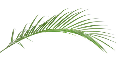 Fototapeta premium Beautiful palm leaf isolated on white