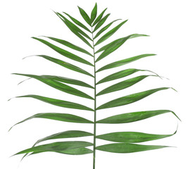 Fototapeta premium Beautiful palm leaf isolated on white