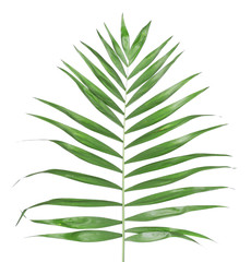 Beautiful palm leaf isolated on white