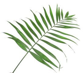 Beautiful palm leaf isolated on white