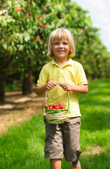 Happy little boy with cherry basket  walking in cherry garden