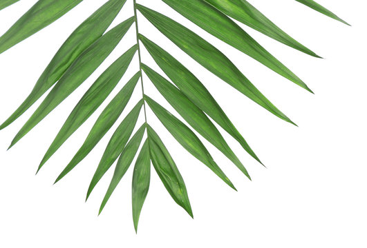 Beautiful palm leaf isolated on white © Africa Studio