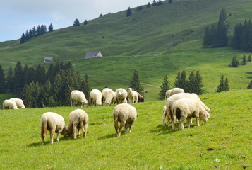 Obraz premium sheep feeding grass on the hill in Appenzell Switzerland
