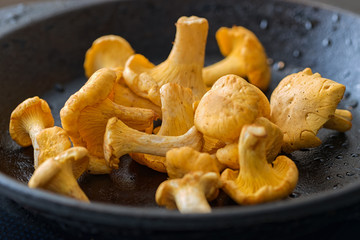 Yellow Chanterelles in a skillet