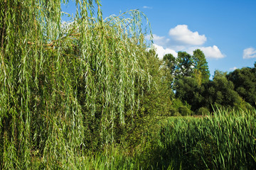 Forest with a willow in the foreground
