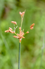Schoenoplectus Flower