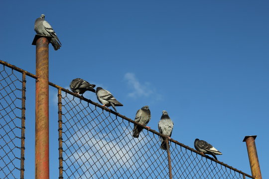 pigeons on fence