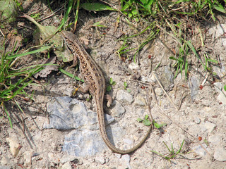 Lizard