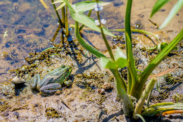 Green frog in the mud