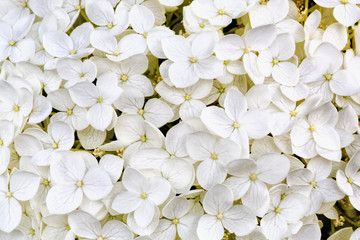 Blüten einer Hortensie (Hydrangea) als Hintergrund