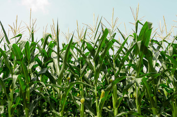 Row of fresh unpicked corn. Corn field