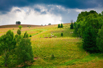 Fototapeta na wymiar Cows grazing in Semenic Mountains