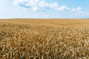 Wheat field harvest